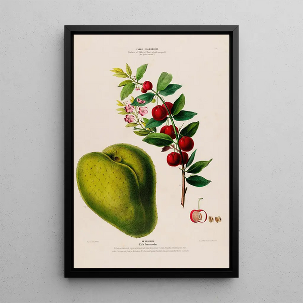 Etienne Denisse - Flore dAmerique dessinee dapres nature sur les lieux Pl131.webp