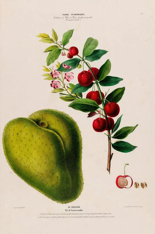 Etienne Denisse - Flore dAmerique dessinee dapres nature sur les lieux Pl131.webp