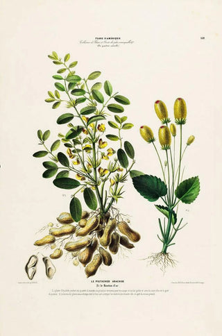 Etienne Denisse - Flore dAmerique dessinee dapres nature sur les lieux Pl132.webp