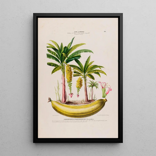 Etienne Denisse - Flore dAmerique dessinee dapres nature sur les lieux Pl133.webp