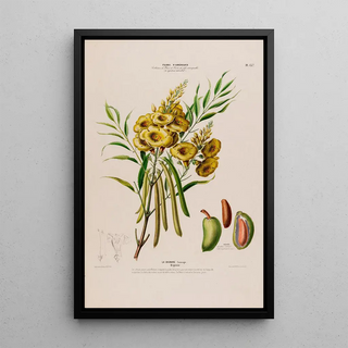 Etienne Denisse - Flore dAmerique dessinee dapres nature sur les lieux Pl137.webp