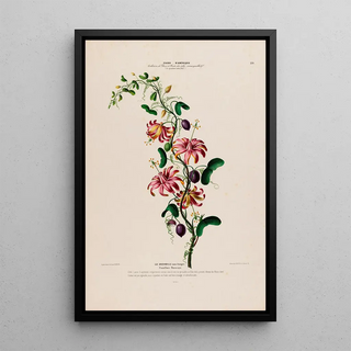 Etienne Denisse - Flore dAmerique dessinee dapres nature sur les lieux Pl139.webp