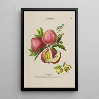 Etienne Denisse - Flore dAmerique dessinee dapres nature sur les lieux Pl142.webp