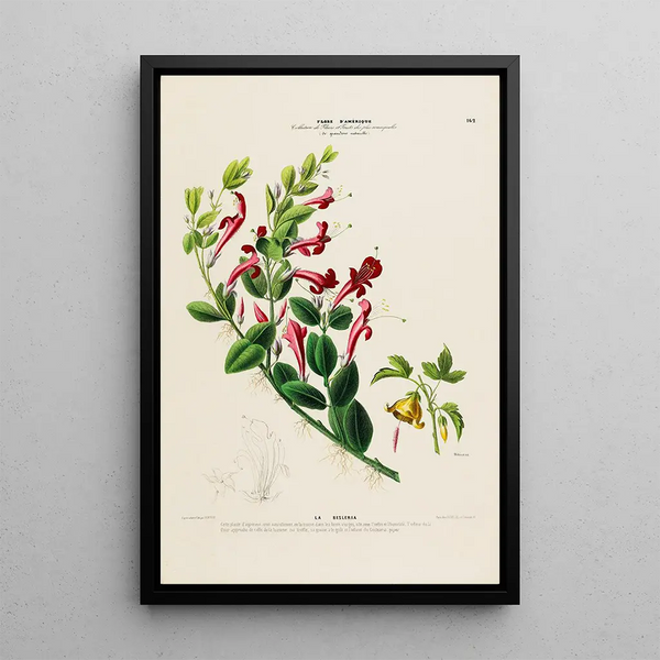 Etienne Denisse - Flore dAmerique dessinee dapres nature sur les lieux Pl162.webp