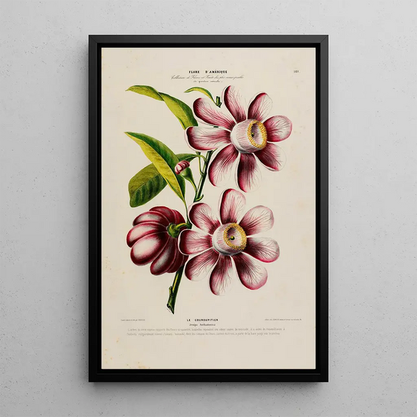 Etienne Denisse - Flore dAmerique dessinee dapres nature sur les lieux Pl181.webp