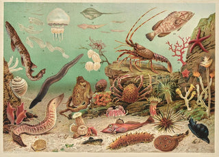F E Wright - Marine life.webp