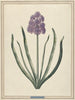 Hyacintti Charmante Violet - F. Wijand — näkymä teoksesta