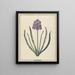 Hyacintti Charmante Violet - F. Wijand — kehystetty taideteos seinällä