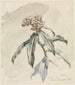 Étude des plantes - Ferdinand Keller — näkymä teoksesta