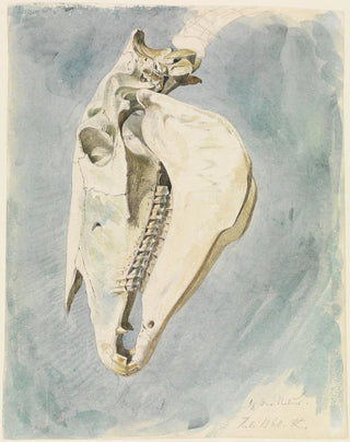 Ferdinand Keller - Studie eines Tierschdels.webp