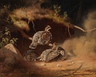 Gros-bec en train de se rouler dans le sable - Ferdinand von Wright — näkymä teoksesta