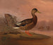 Sinisorsa - Ferdinand von Wright — näkymä teoksesta