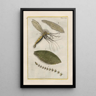 Filippo Buonanni - Rerum naturalium historia nempe quadrupedum Pl18.webp