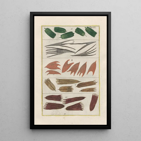 Filippo Buonanni - Rerum naturalium historia nempe quadrupedum Pl20.webp