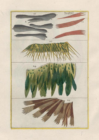 Filippo Buonanni - Rerum naturalium historia nempe quadrupedum Pl21.webp