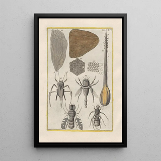 Filippo Buonanni - Rerum naturalium historia nempe quadrupedum Pl24.webp