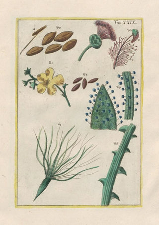 Filippo Buonanni - Rerum naturalium historia nempe quadrupedum Pl29.webp