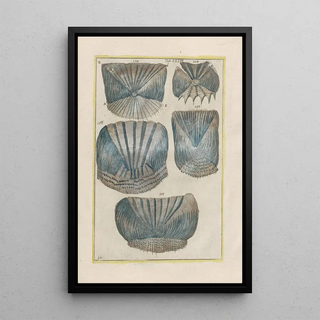 Filippo Buonanni - Rerum naturalium historia nempe quadrupedum Pl33.webp