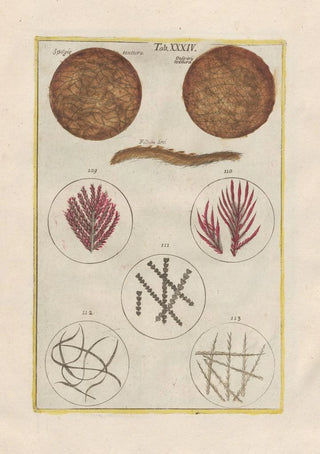 Filippo Buonanni - Rerum naturalium historia nempe quadrupedum Pl34.webp