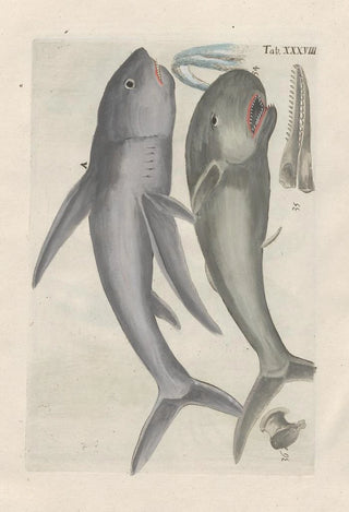 Filippo Buonanni - Rerum naturalium historia nempe quadrupedum Pl38.webp