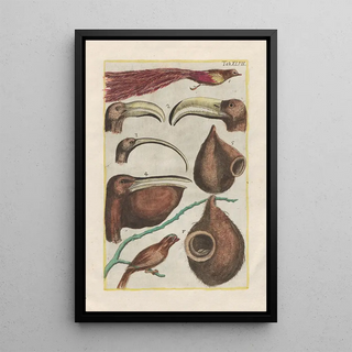 Filippo Buonanni - Rerum naturalium historia nempe quadrupedum Pl47.webp