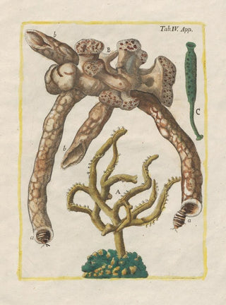 Filippo Buonanni - Rerum naturalium historia nempe quadrupedum Pl51.webp