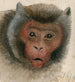 Tête d'un singe à longue queue - Floris Verster — näkymä teoksesta