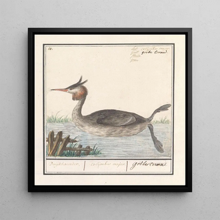 Foulque Podiceps cristatus Duijkhoender colijmbus major grèbe cornu - Anselmus Botius de Boodt