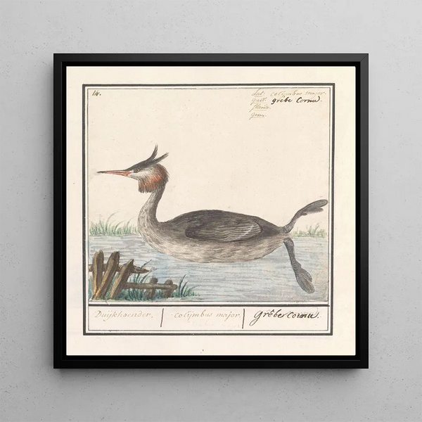 Foulque Podiceps cristatus Duijkhoender colijmbus major grèbe cornu - Anselmus Botius de Boodt