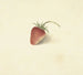 Fraise - Elisabeth Geertruida van de Kasteele — näkymä teoksesta