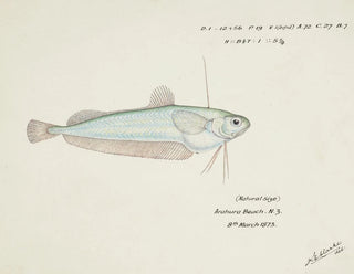 Auchenocéros punctatus NZ Ahuru - Frank Edward Clarke — näkymä teoksesta