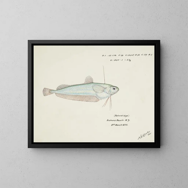 Auchenocéros punctatus NZ Ahuru - Frank Edward Clarke — kehystetty taideteos seinällä