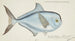 Brama brama NZ Ray's Bream - Frank Edward Clarke — näkymä teoksesta