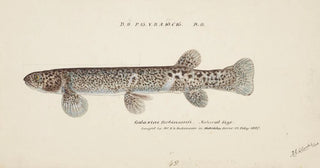 Frank Edward Clarke - Galaxias brevipinnis.webp