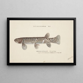 Frank Edward Clarke - Galaxias brevipinnis.webp