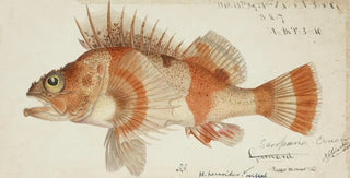Frank Edward Clarke - Helicolenus percoides NZ Perch.webp