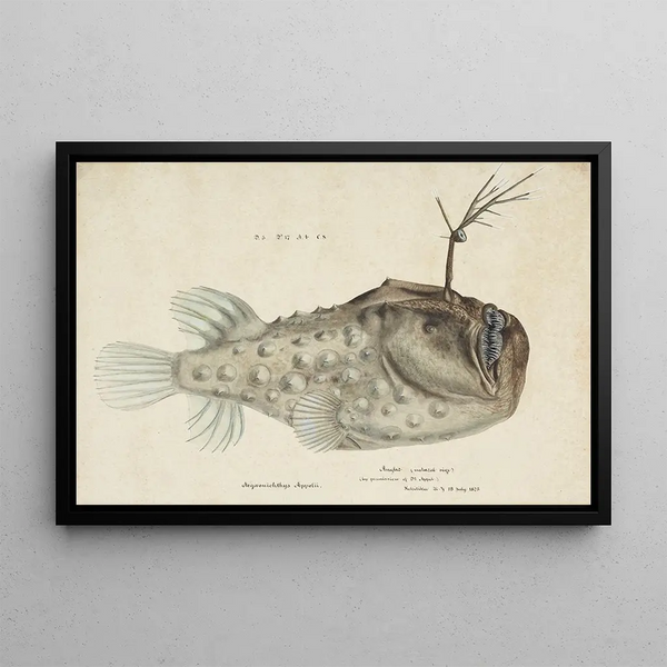 Himantolophus appelii NZ sivukuva kalastajalaji piikikäs - Frank Edward Clarke — kehystetty taideteos seinällä
