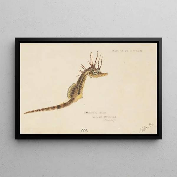 Hippocampus abdominalis -härkämaalaus, Tasmanian merihevonen - Frank Edward Clarke — kehystetty taideteos seinällä