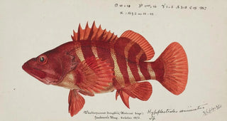Frank Edward Clarke - Hypoplectrodes semicinctum.webp