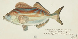 Frank Edward Clarke - Latridopsis forsteri Tas Copper moki.webp