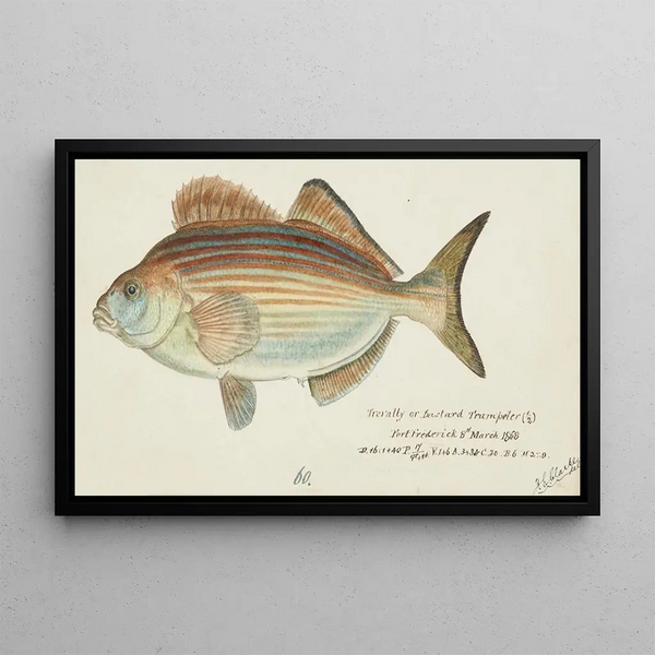 Frank Edward Clarke - Latridopsis forsteri Tas Copper moki.webp