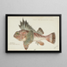 Néosebastes scorpaenoides Tas Ruddy Gurnard Perch - Frank Edward Clarke — kehystetty taideteos seinällä