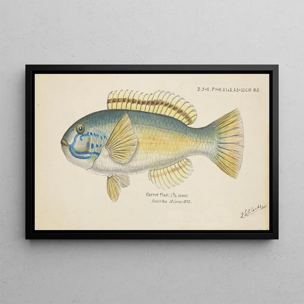 Frank Edward Clarke - Parrot fish.webp