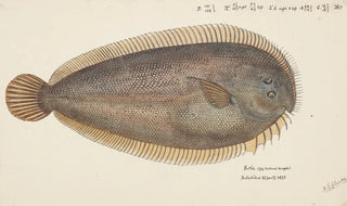 Frank Edward Clarke - Peltorhamphus novaezeelandiae NZ New Zealand sole.webp