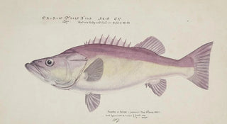 Frank Edward Clarke - Polyprion oxygeneios Hapuka or Groper.webp