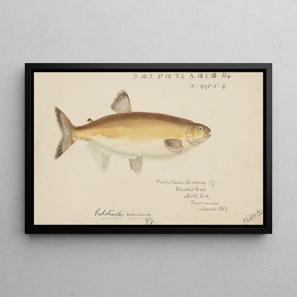 Frank Edward Clarke - Prototroctes maraena Tas Australian grayling.webp