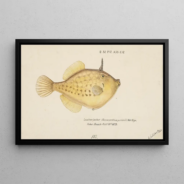 Pseudomonacanthus peroni - Frank Edward Clarke — kehystetty taideteos seinällä