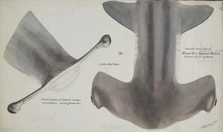 Frank Edward Clarke - Sphyrna zygaena NZ Hammerhead shark head dorsal aspect.webp
