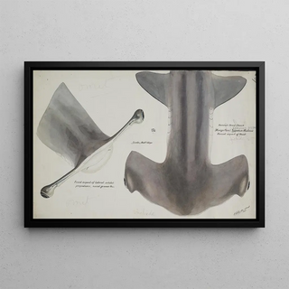 Frank Edward Clarke - Sphyrna zygaena NZ Hammerhead shark head dorsal aspect.webp