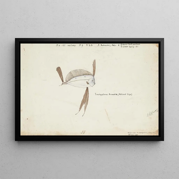 Frank Edward Clarke - Trachipterus trachypterus NZ Ribbonfish.webp